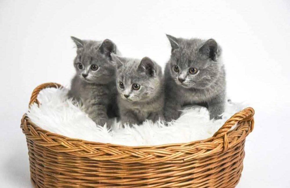 Kociak Brytyjski krótkowłosy