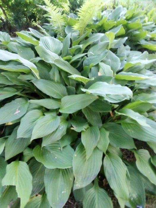 Хоста широколиста
