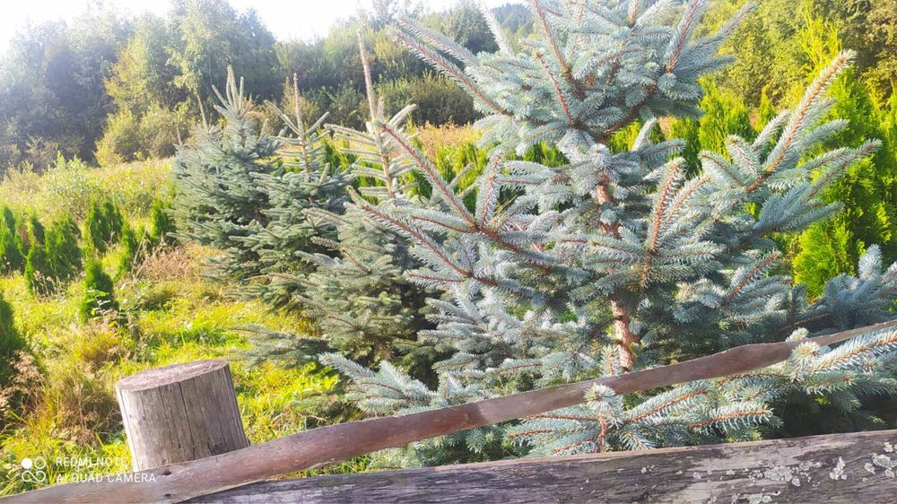 Продаж туї смарагд сорт Голландія