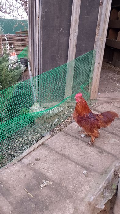 Мільфлери.Декоративні курочки.