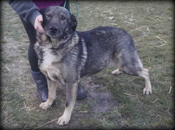 Misiek - kochany, duży psiak do adopcji :)