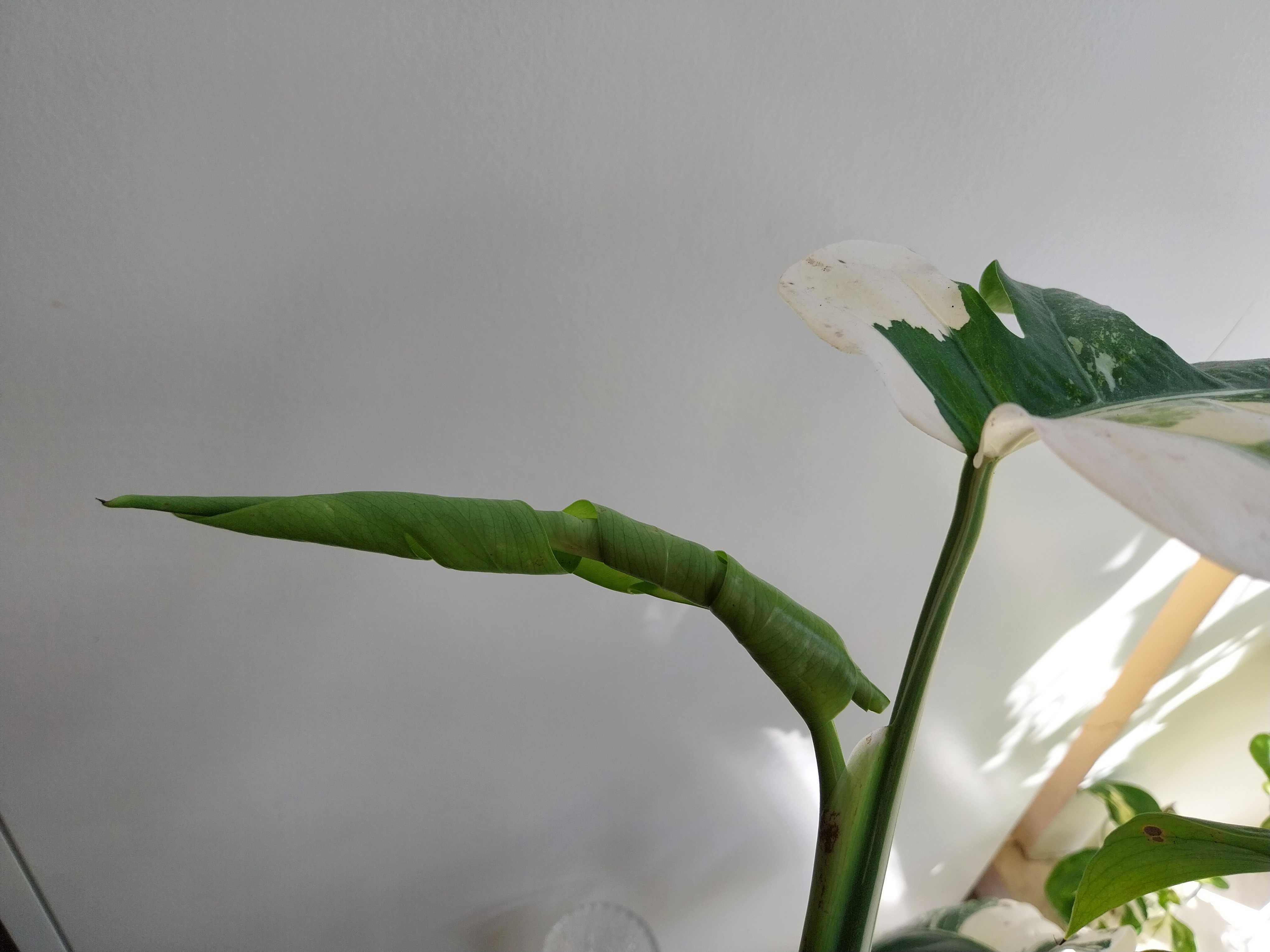 Monstera variegata deliciosa dziurawa 11 liści