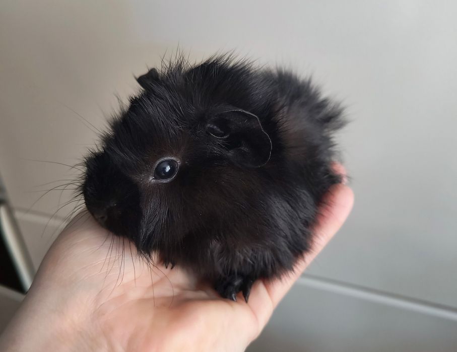 Świnki morskie 5 tygodni