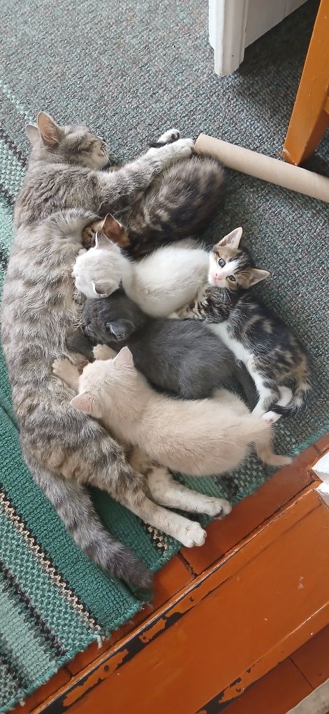Віддам в добрі руки кошенят