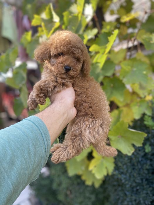 Грайливі цуцики мальтіпу