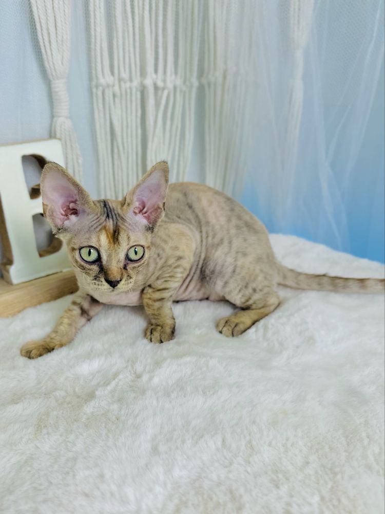 Kotka Poliwia Devon rex Wcf