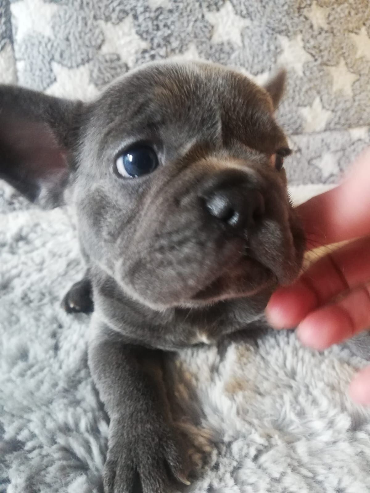 Buldog francuski
