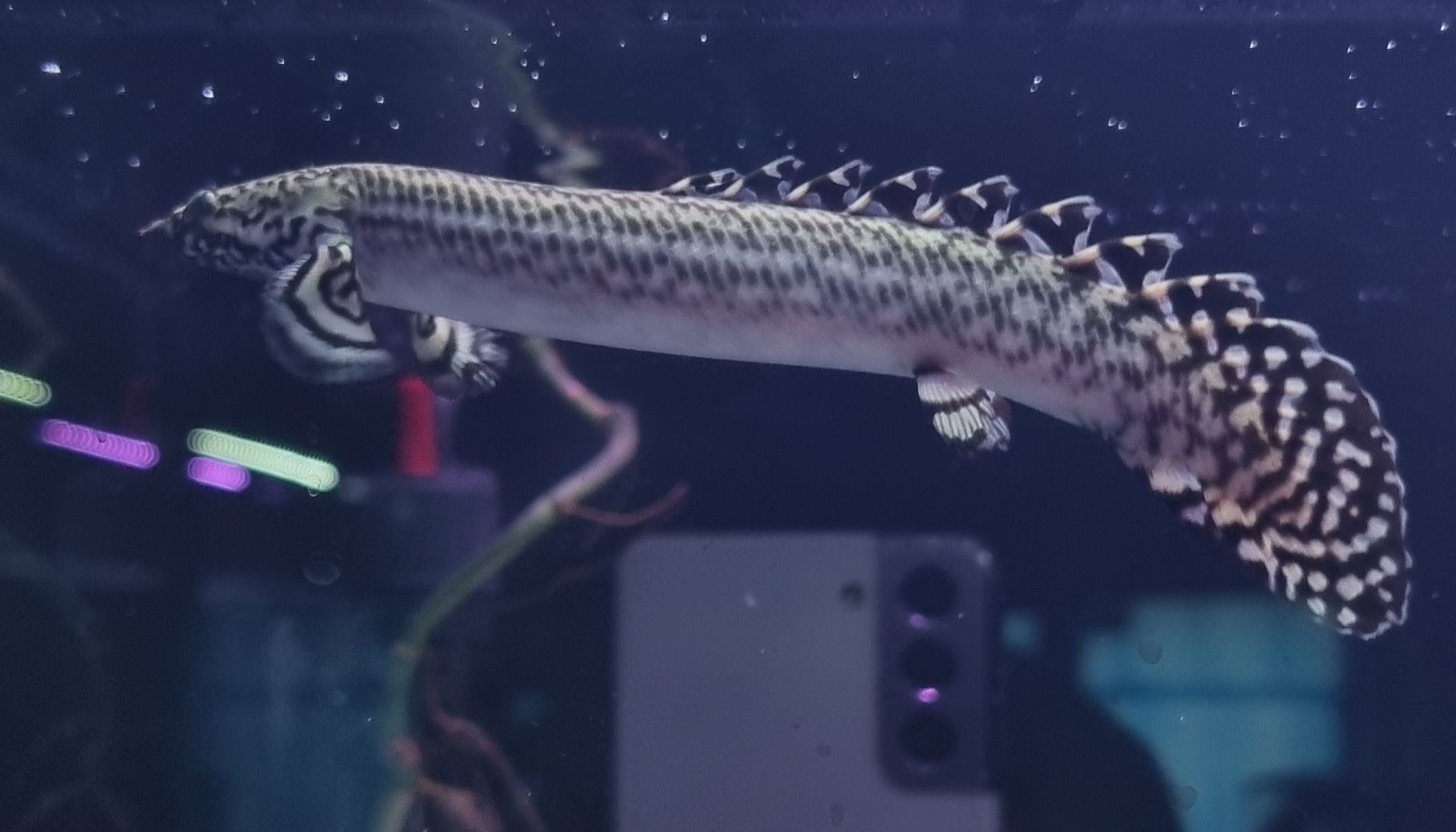 Polypterus ornatipinnis (wielopłetwiec ozdobny)