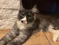 Kocurek Maine Coon