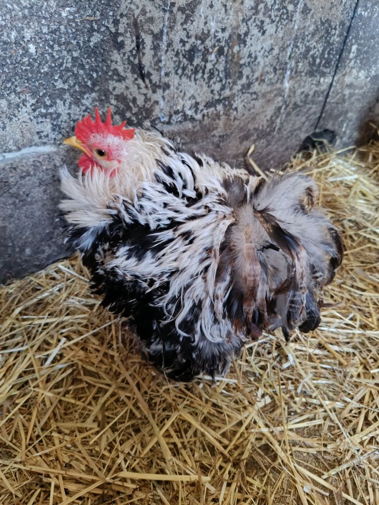 Machos pekins trigo e machos pretos