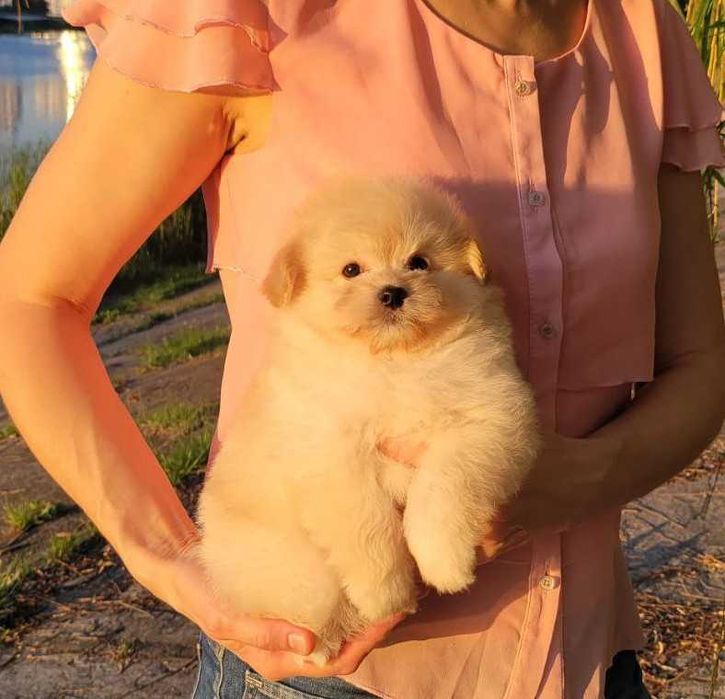 Містер Пухнастик) Хлопчик-цуценя дизайнерської породи PomaPoo. Київ