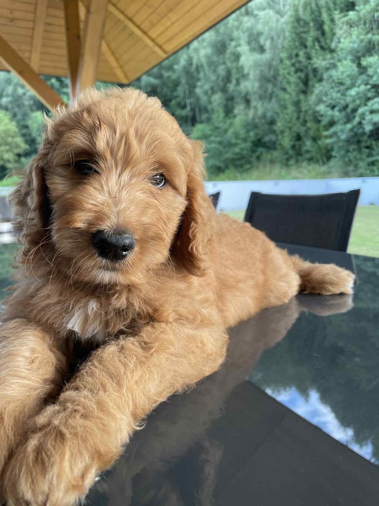 Labradoodle F3b chłopczyk