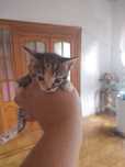 Подарю котят срочно