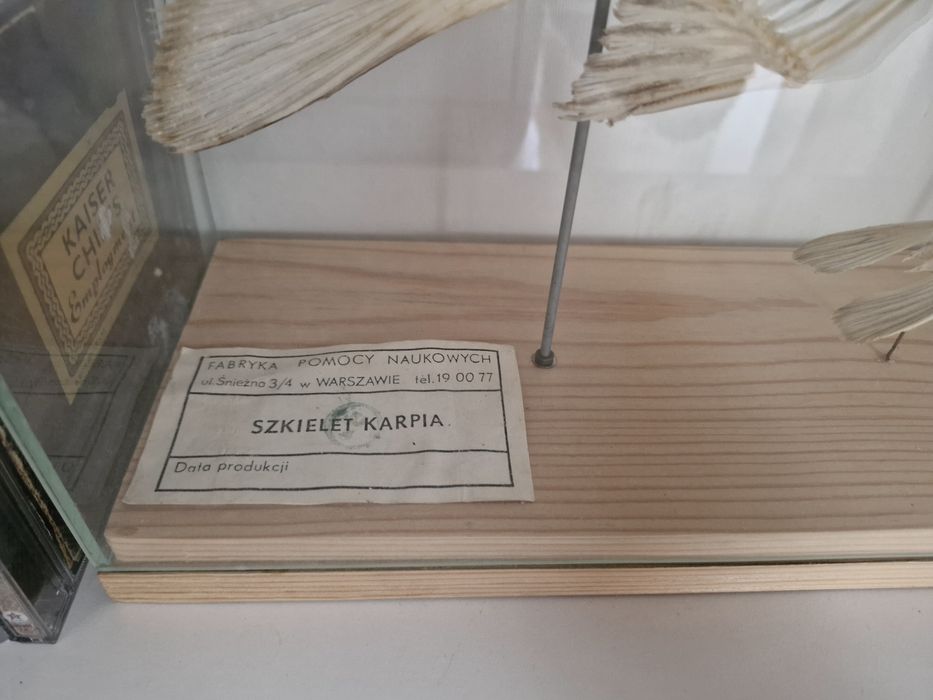 Szkielet karpia, pomoc naukowa vintage