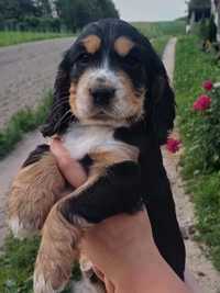 Cocker Spaniel Angielski