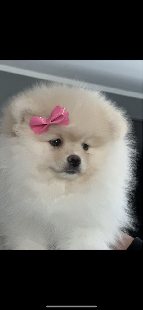 Szpic miniaturowy Pomeranian FCI