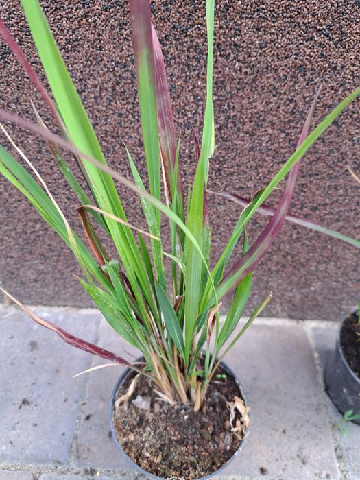 Sprzedam Sadzonki Traw