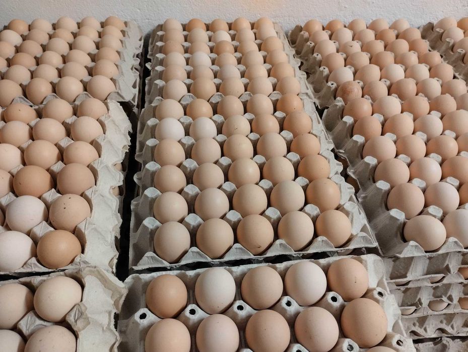 jajka jaja wiejskie wolny wybieg kremowe hurt detal od producenta