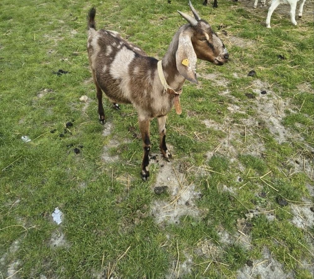 Kozy małe i duże