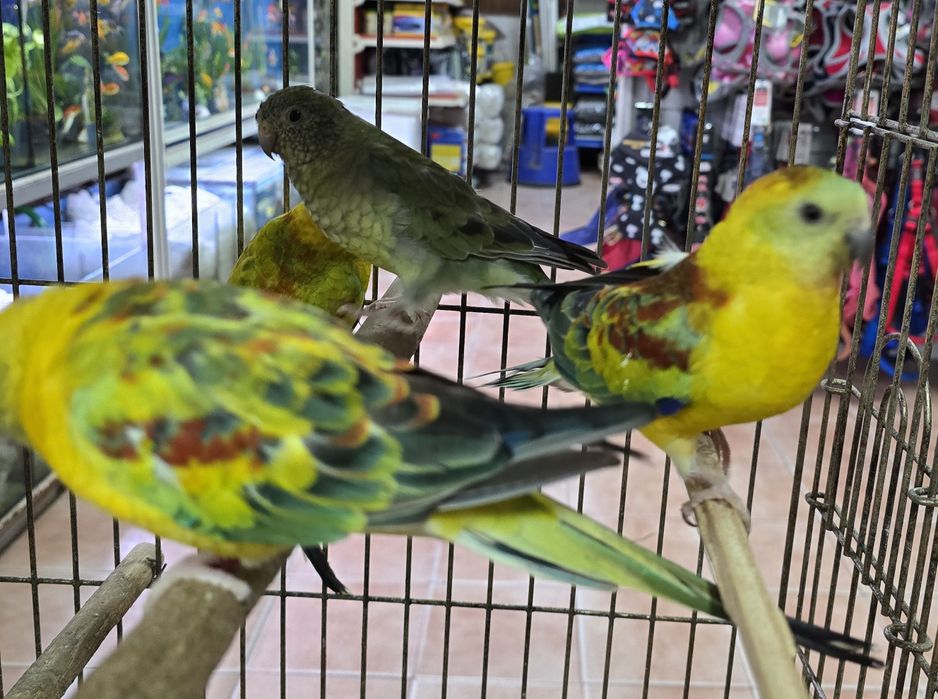 Red Ramp prontos para criar