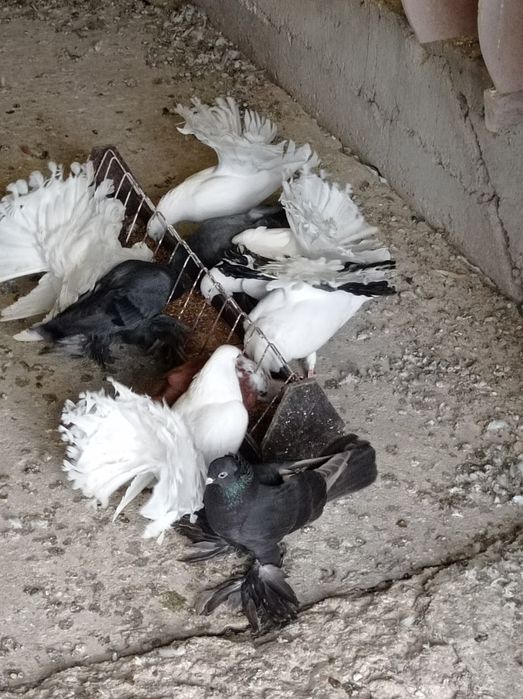 Sprzedam gołębie ozdobne.