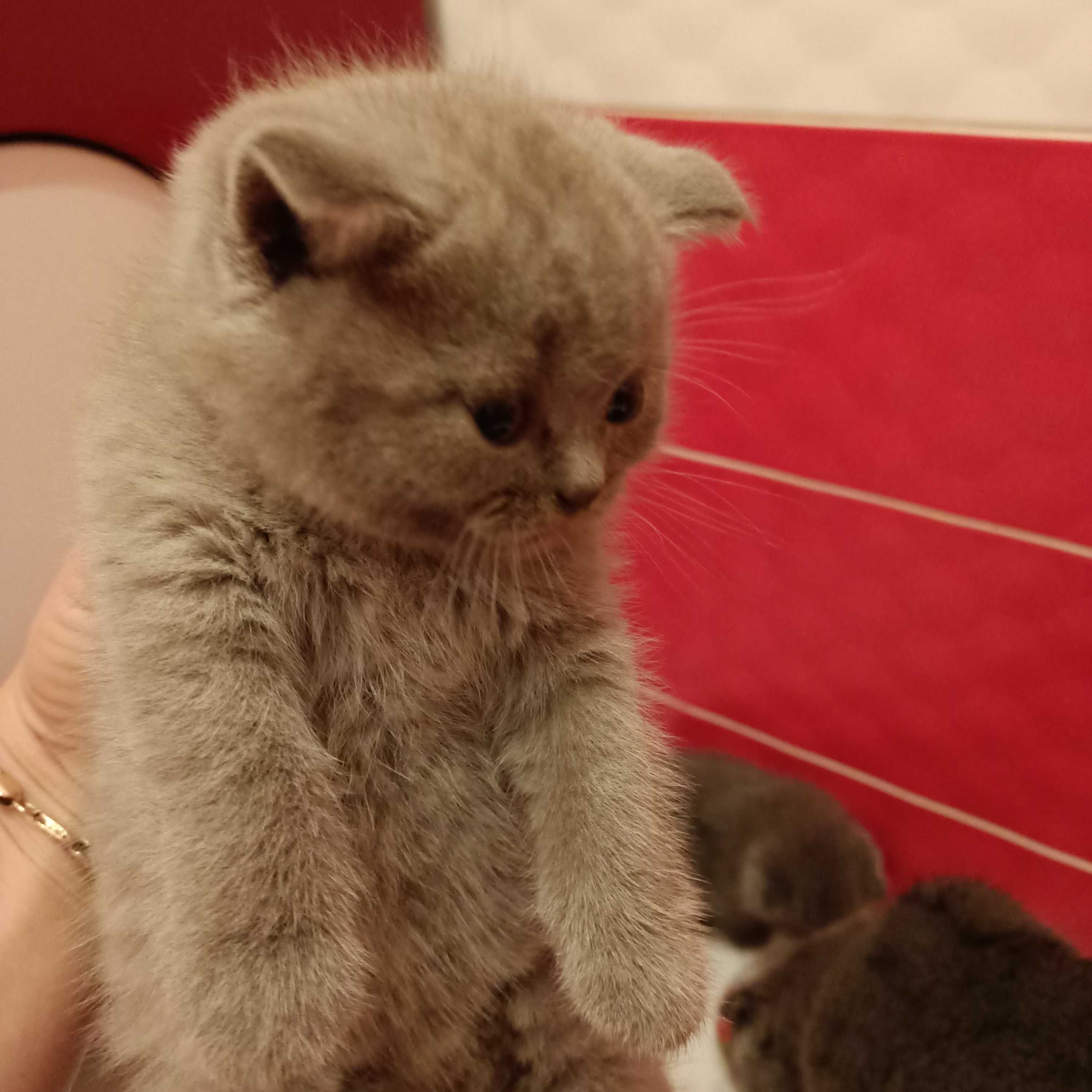 Британські кошенята