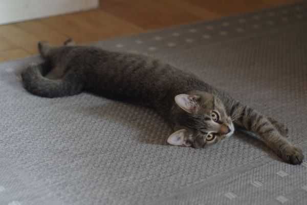 Cudny, mruczący kocurek do adopcji