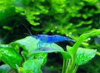 Krewetki akwariowe - Neocardina blue / niebieskie