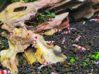 Caridina Crystal Red - Sem stock actualmente