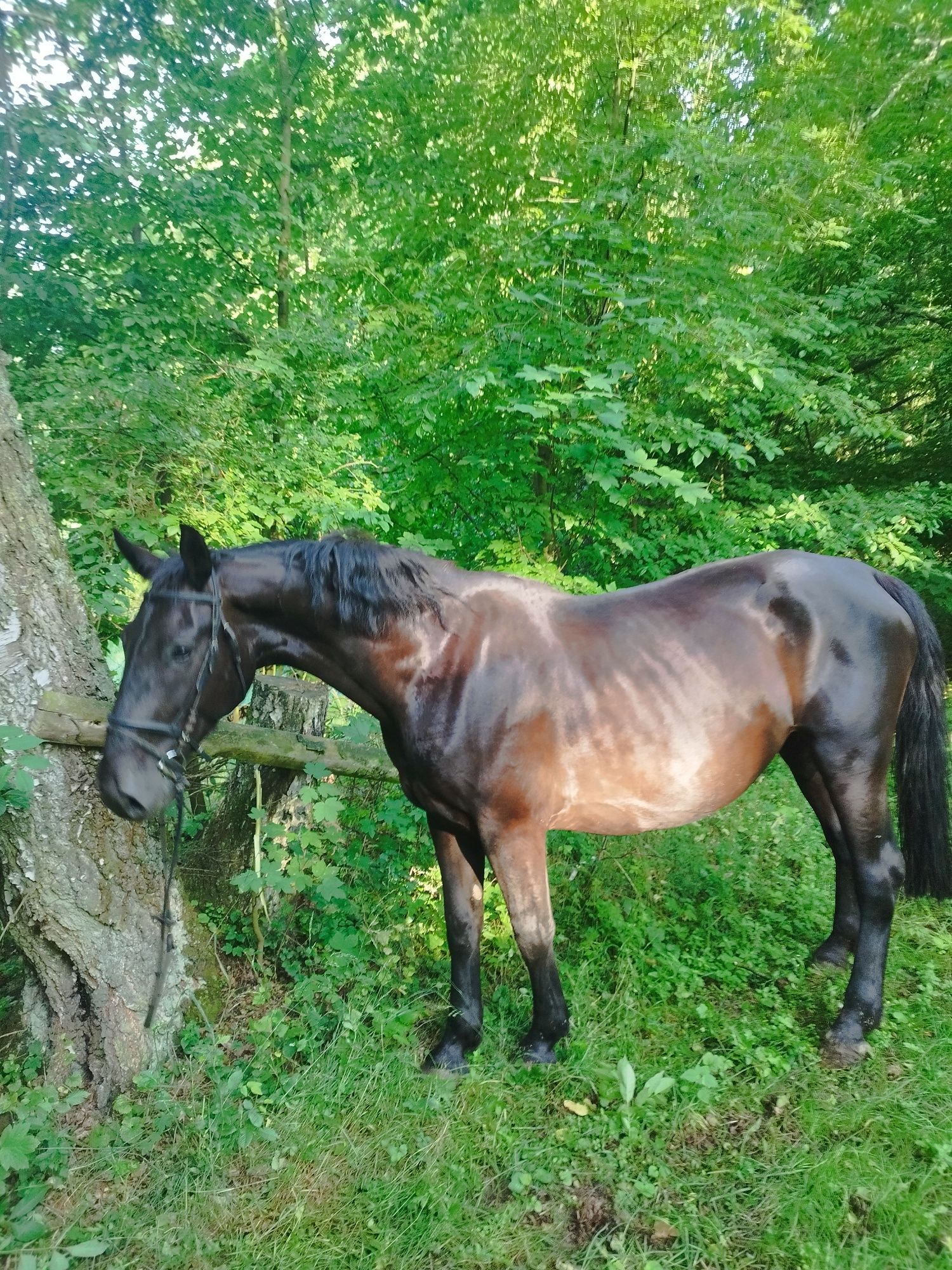 Sprzedam klacz śląską
