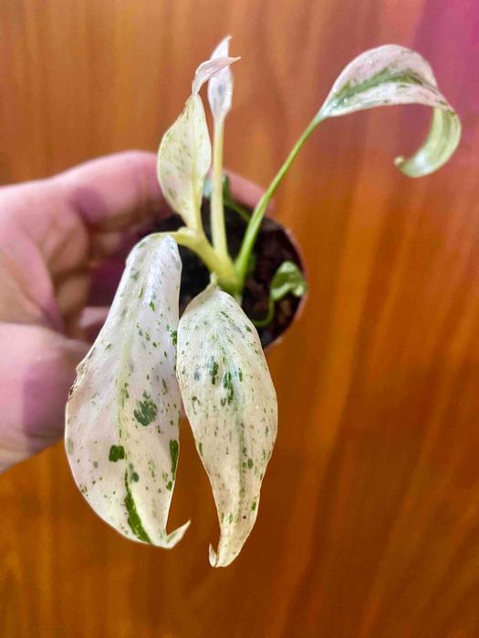 Rhaphidophora Puberula variegata