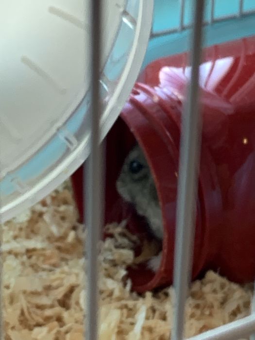 2 Hamster (branco e preto) com gaiola e acessorios