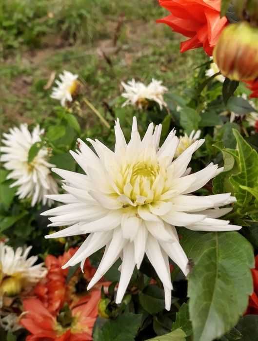 10 sztuk kwiaty ogrodowe kwitnące karpy Dalia georginia różowa biała