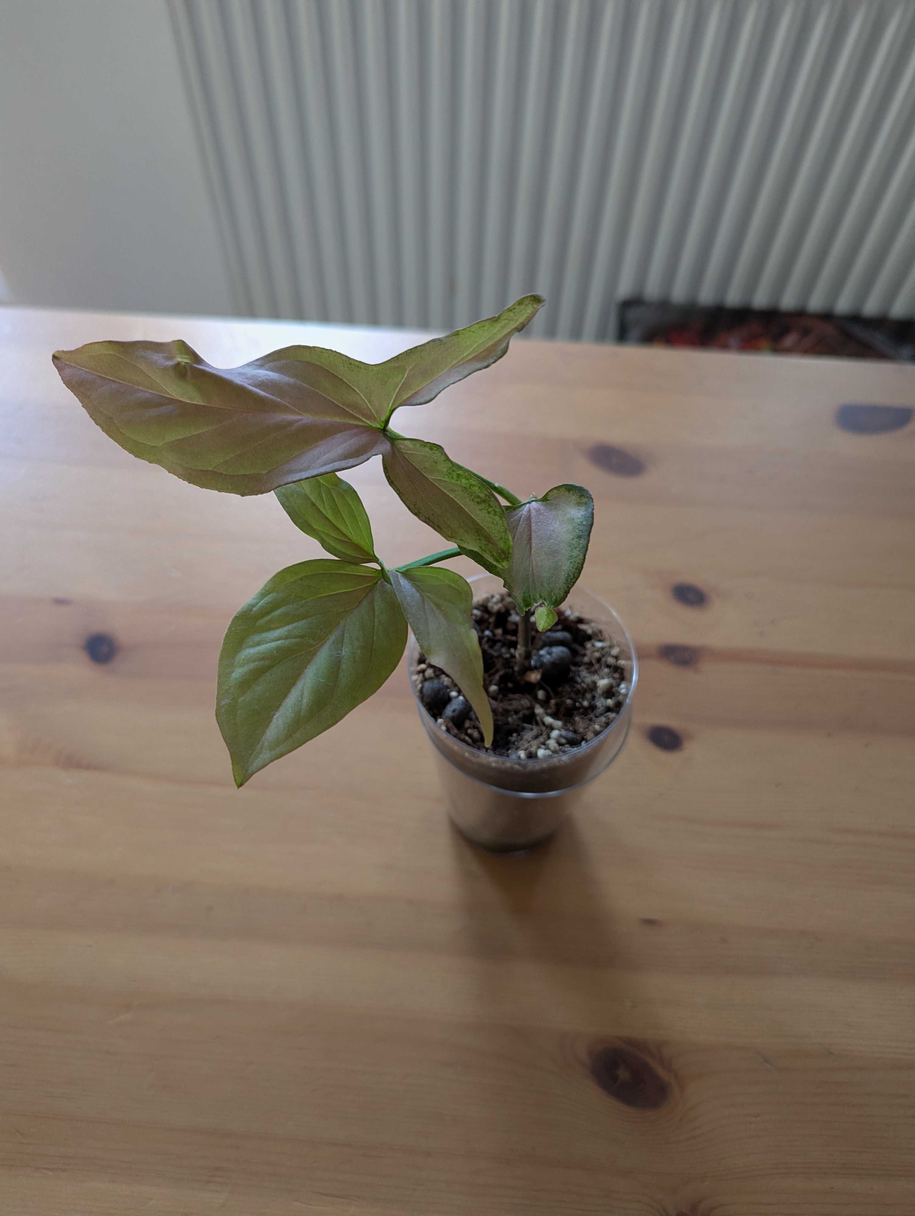 Syngonium różne odmiany