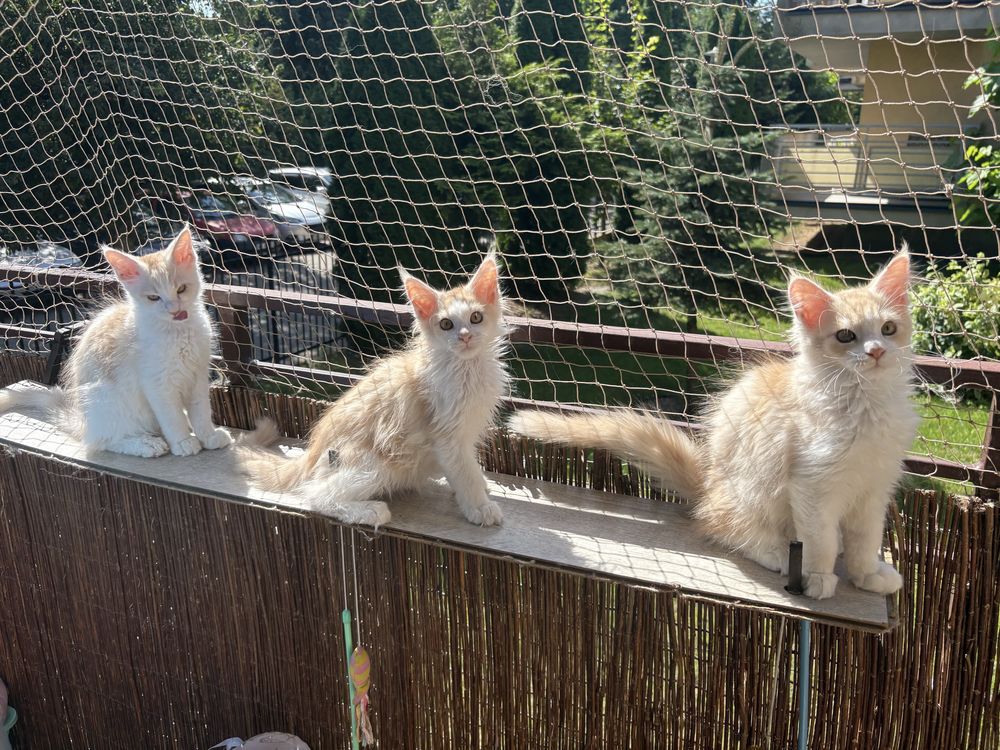 Kocurki Maine Coon