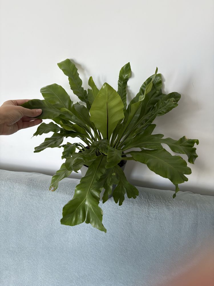Paproć Asplenium nidus 'Crispy Wave'