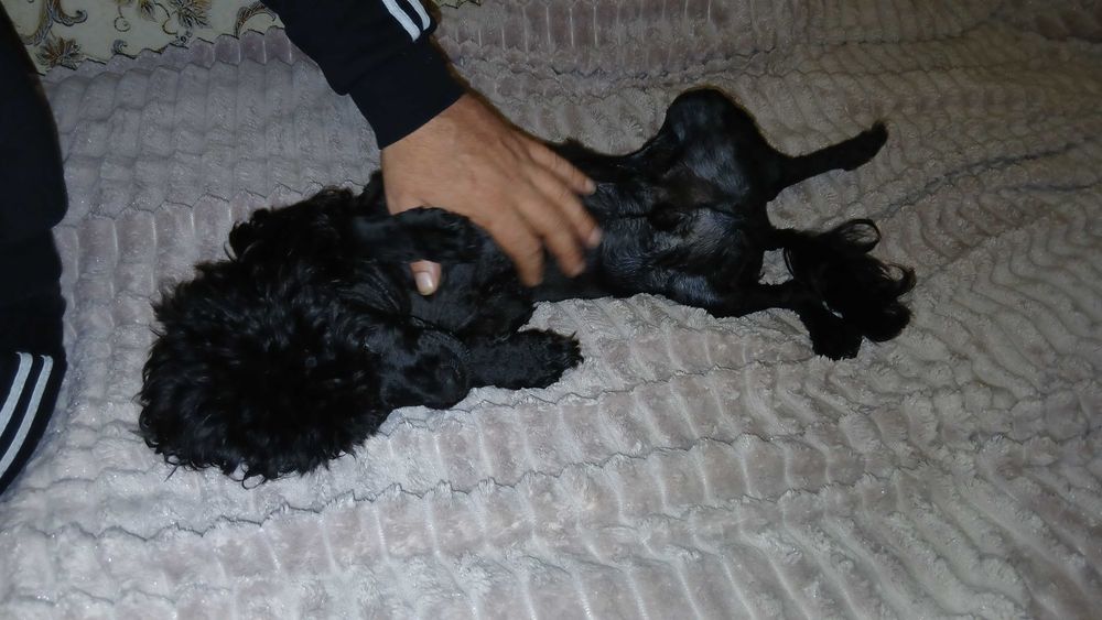 Мини пудель в хорошие руки