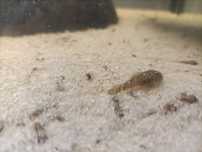 Ancistrus com mais de 3cm e alguns adultos