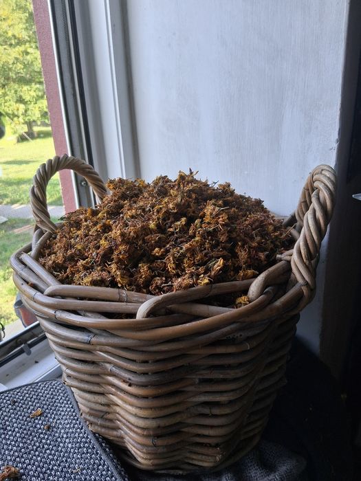 Dziurawiec suszony kwiat