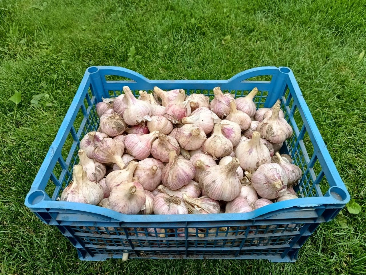Продам часник, сорт Любаша