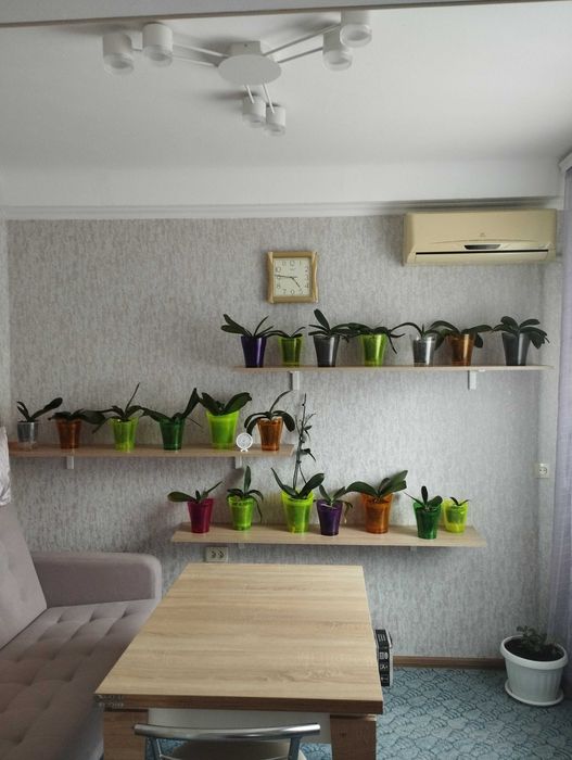 Продам свои орхидеи