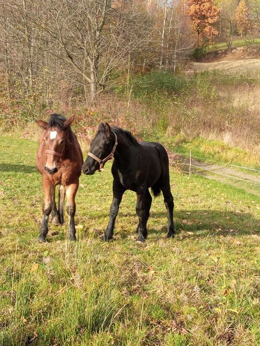 Sprzedam 2 źrebaki rasy PKZ