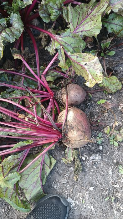 Sprzedam buraki czerwone