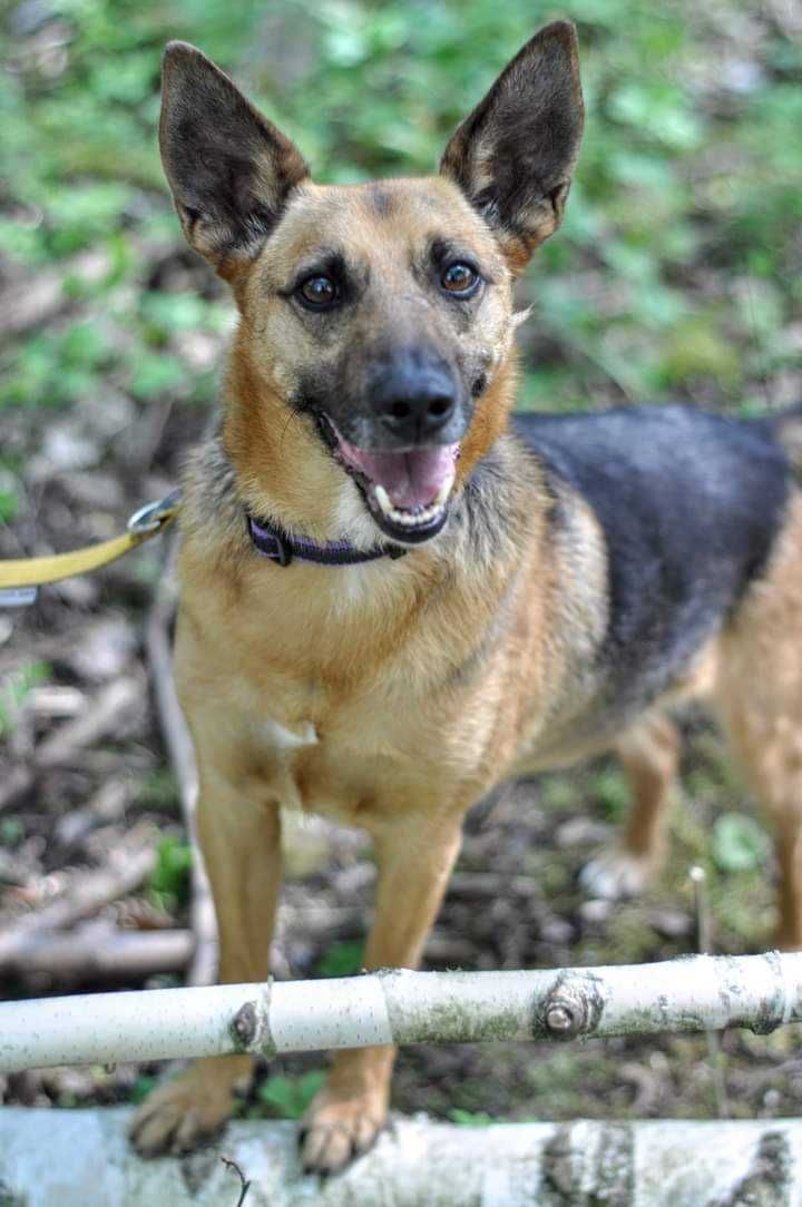 Puba - piękny, grzeczny, średniej wielkości pies szuka domu. Adopcja