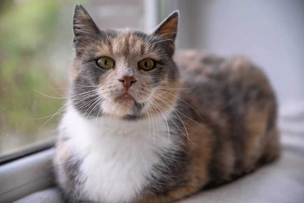 Wyjątkowej urody tricolorka szuka domu