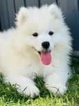 Samoyed. Samojed. Szczeniak. Suczka. Pies.. Zkwp FCI. Gotowy do odbior