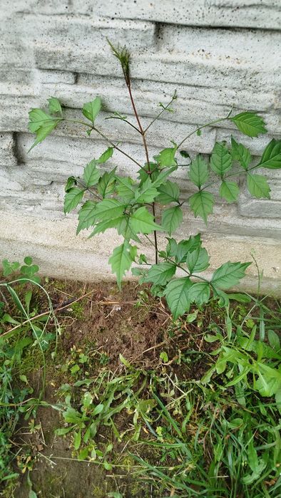 Milin pnącze,Trawka szafirkowa Kaktus epifilum