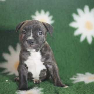 Staffordshire Bull Terrier - Staffik - piesek FCI