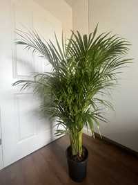 Palma Areca _duża_160 cm