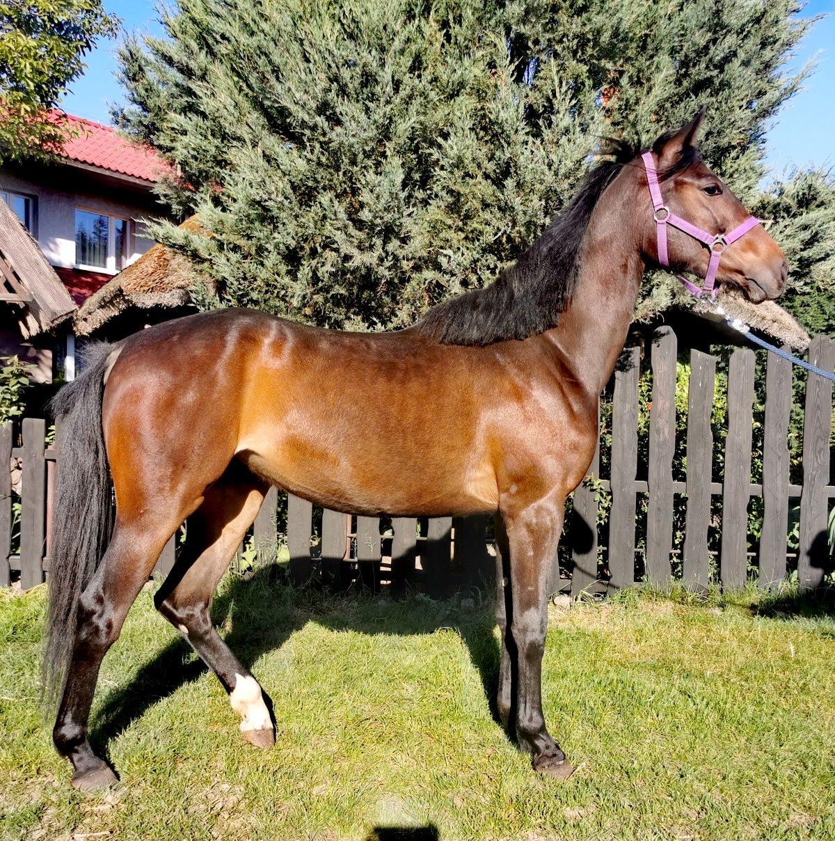 Klacz (Comandor x Lomitas)